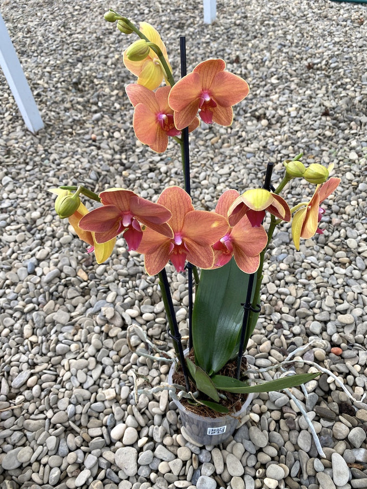 Phalaenopsis Asian Sun