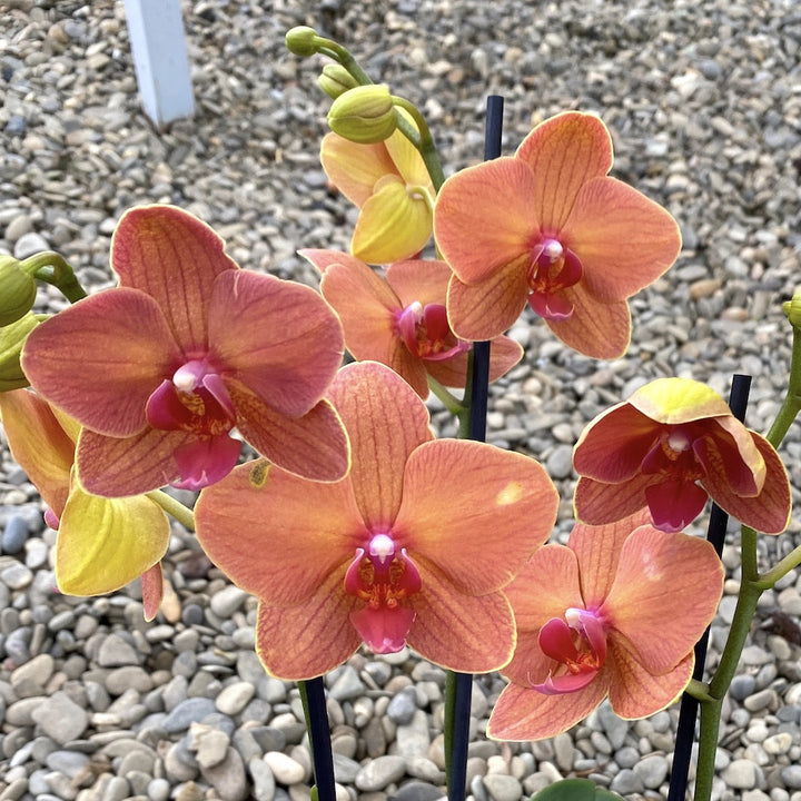 Phalaenopsis Asian Sun