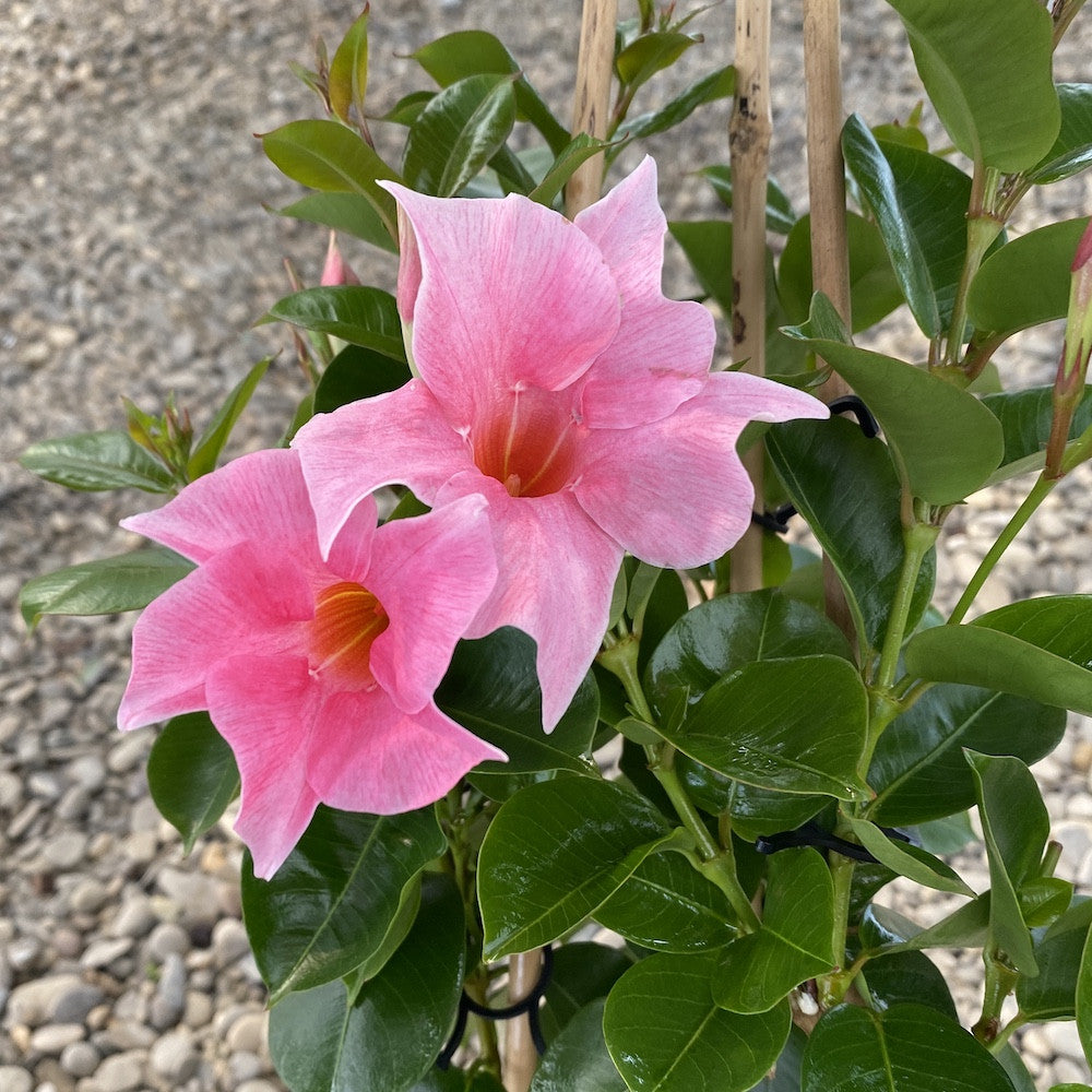 Sundaville - Dipladenia roz pal H40 cm (flori parfumate)