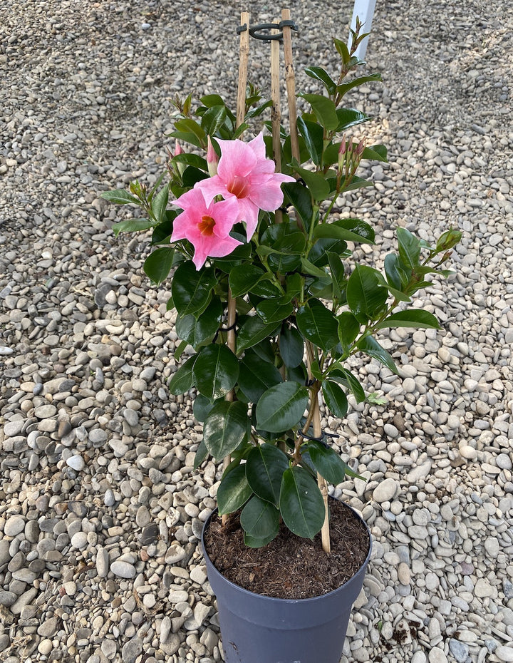 Sundaville - Dipladenia roz pal H40 cm (flori parfumate)