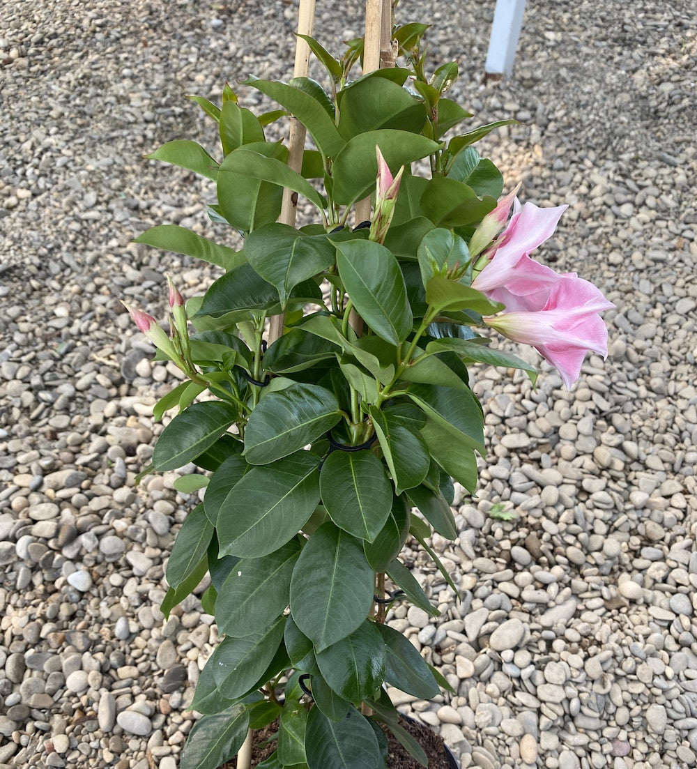 Sundaville - Dipladenia roz pal H40 cm (flori parfumate)