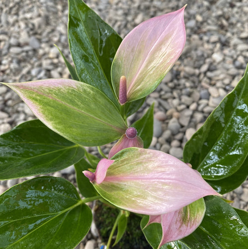 Anthurium Nano Sweet (Nano Pink) – Secret Garden Plant Shop