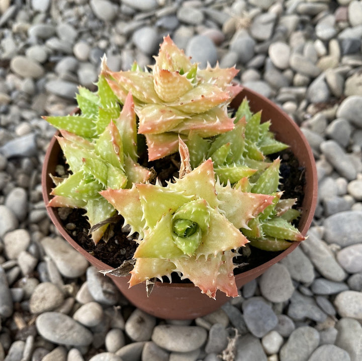 Aloe squarrosa