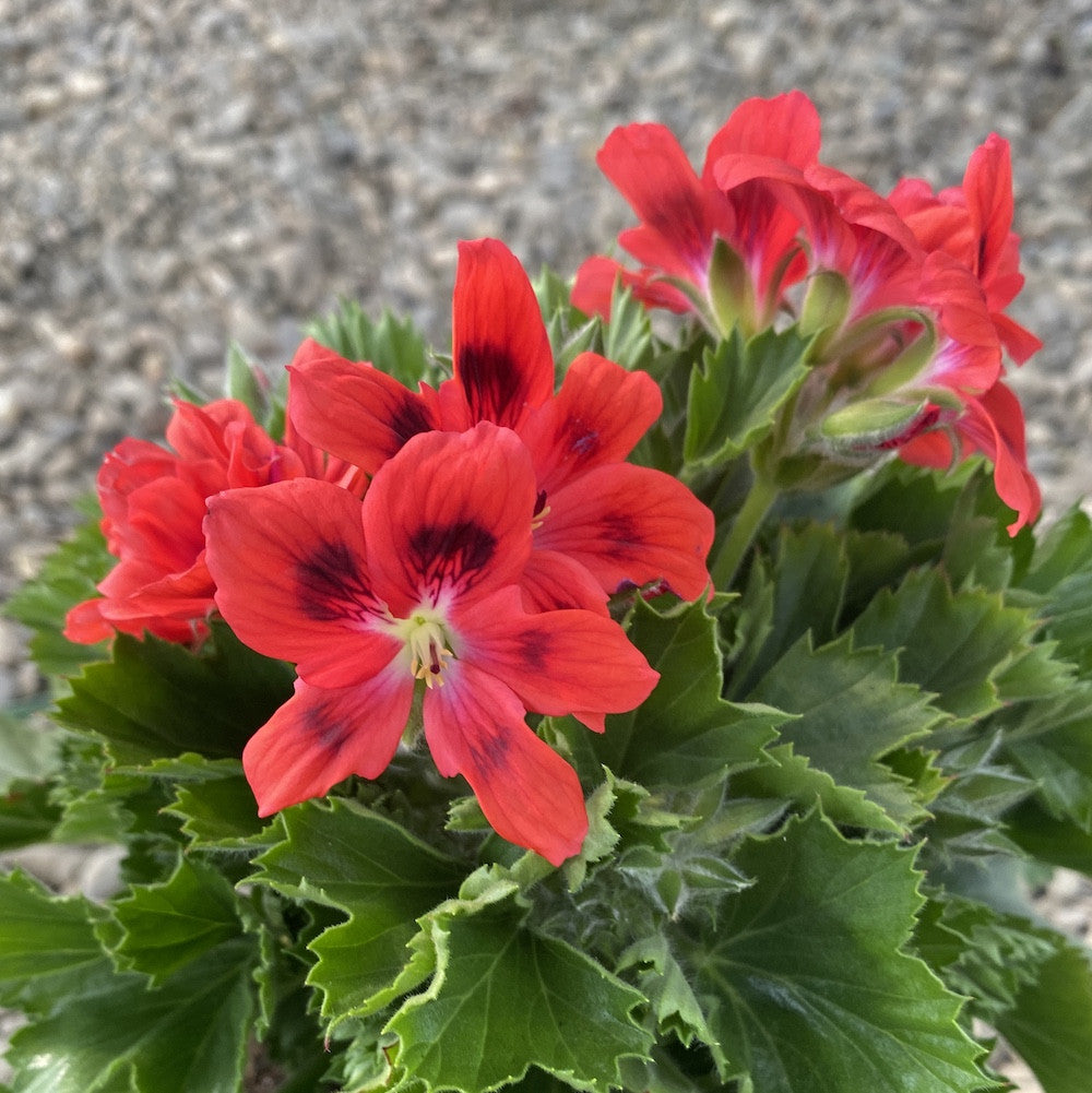 Pelargonium Regalia Salmon Orange - English geraniums