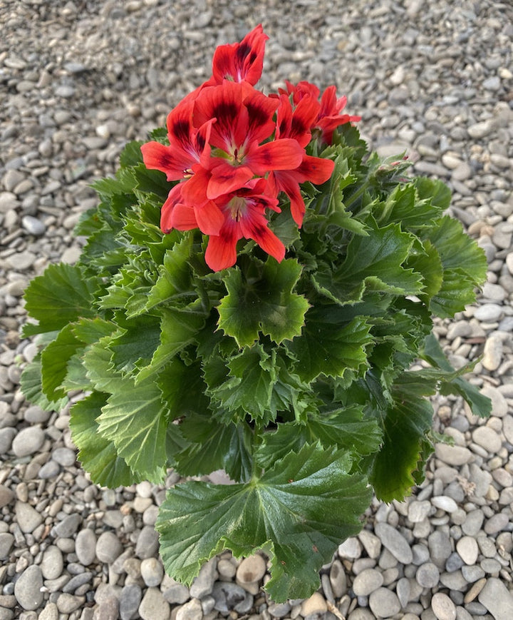 Pelargonium Regalia Salmon Orange - Muscate englezesti