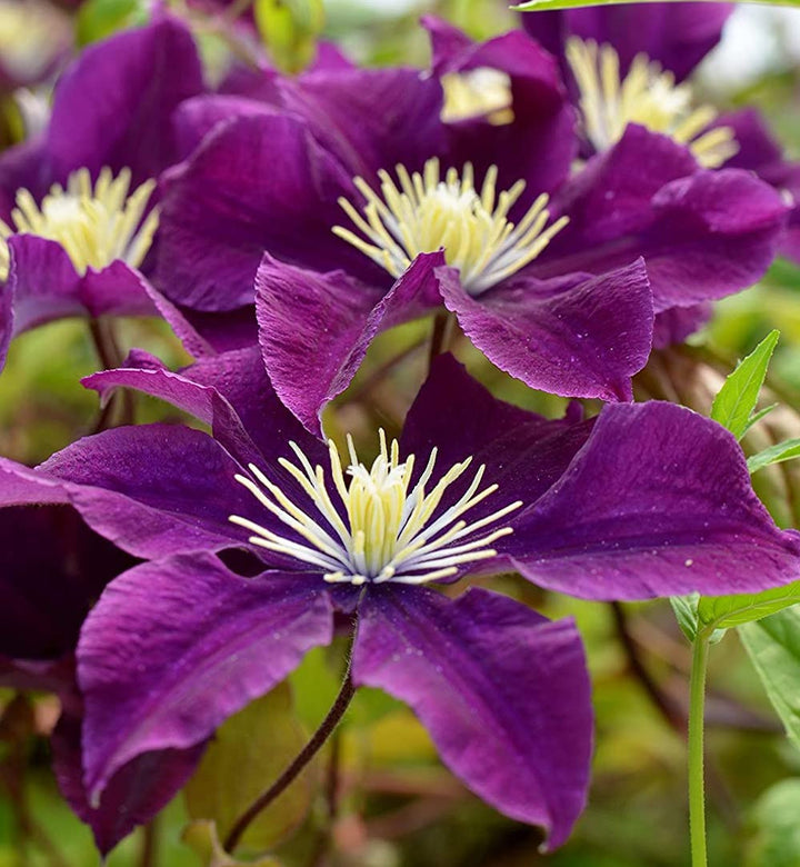 Clematite -  Clematis Warszawska Nike