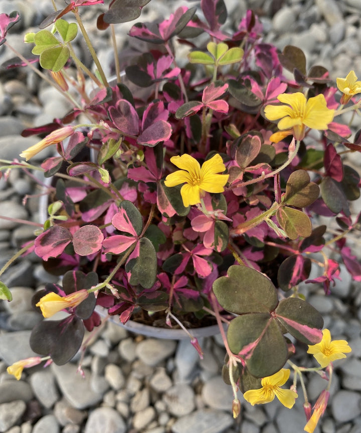 Oxalis Vulcanicola Sarma