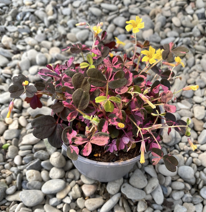 Oxalis Vulcanicola Sarma