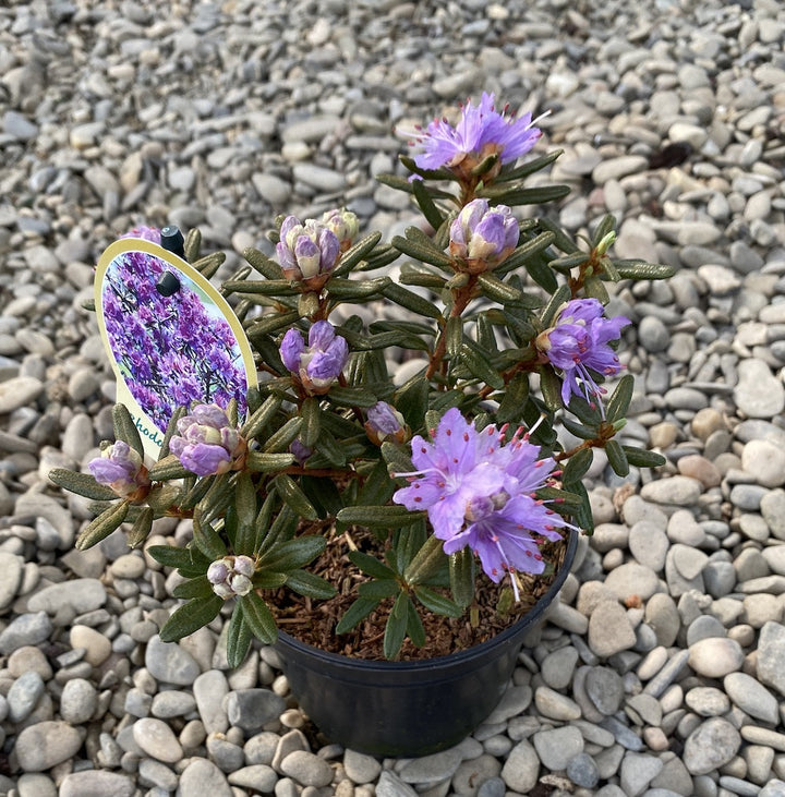 Rhododendron Russatum