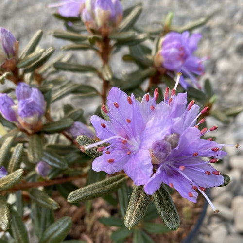 Rhododendron Russatum Purple Pillow