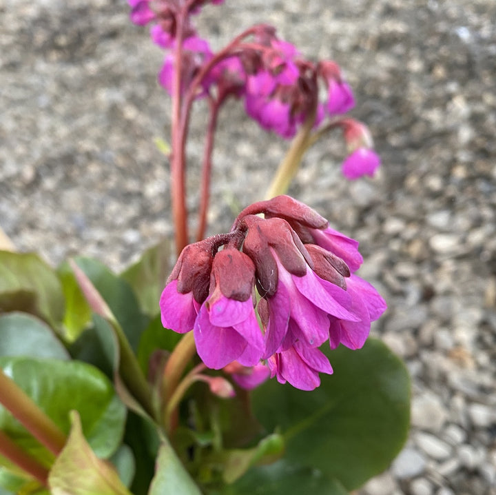 Bergenia cordifolia 'Eroica'