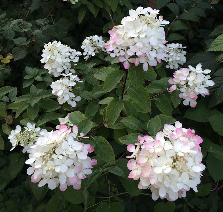 Hydrangea paniculata 'Diamant Rouge' (hortensie de gradina)