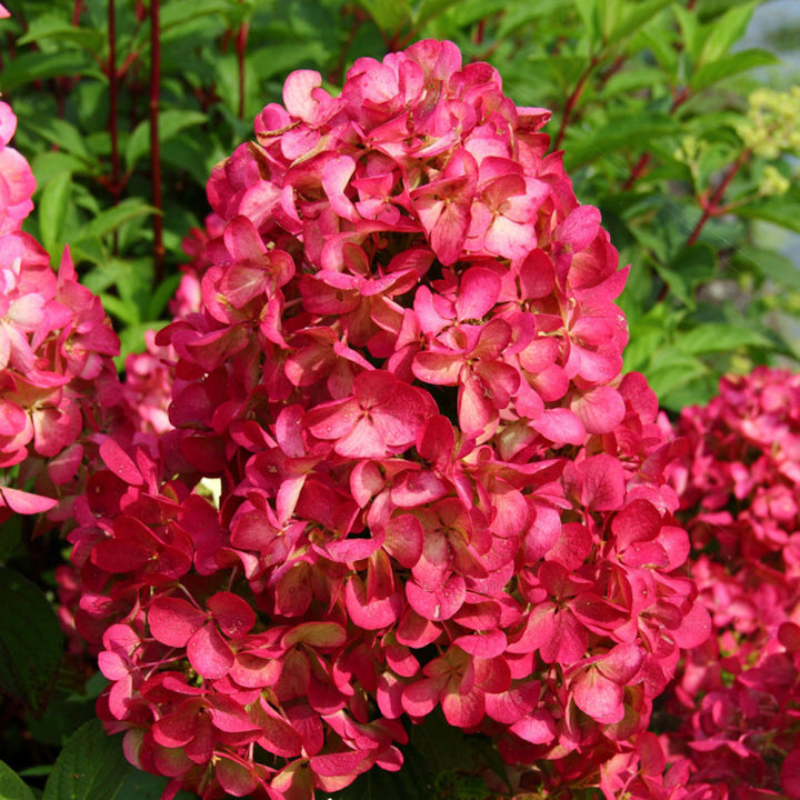 Hydrangea paniculata 'Diamant Rouge' (hortensie de gradina)