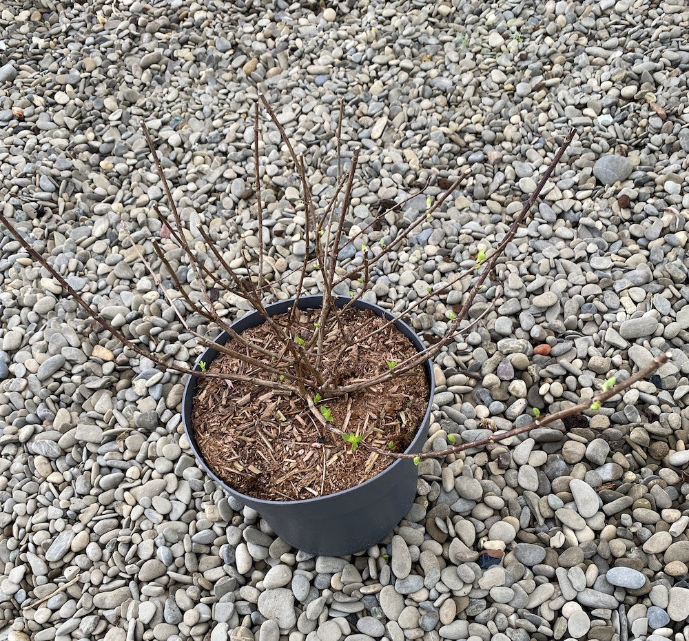 Hydrangea paniculata 'Diamant Rouge' (hortensie de gradina)