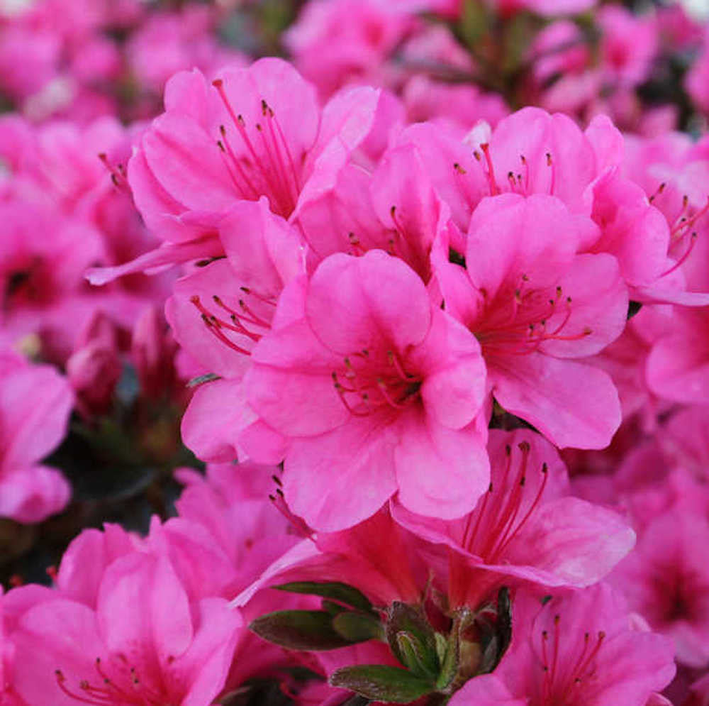 Rhododendron Conny - azalee de gradina roz