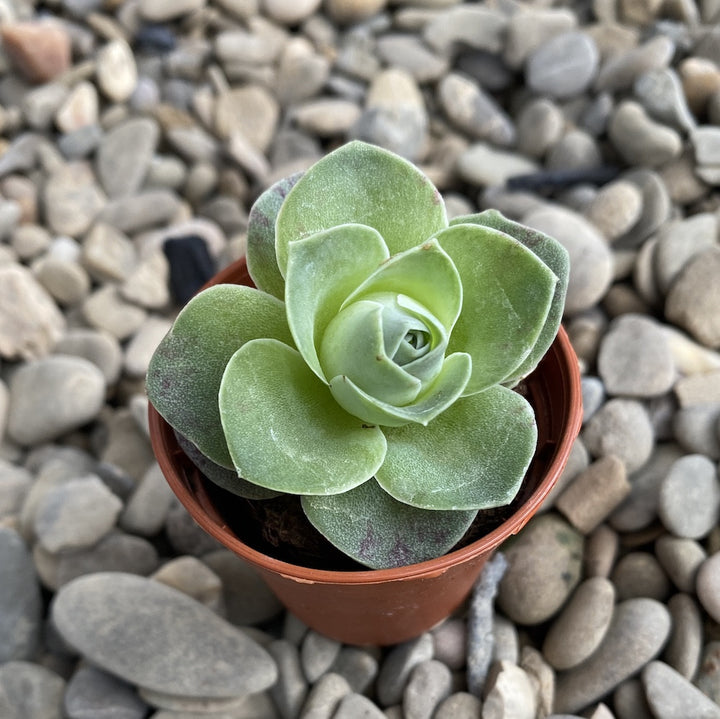 Aeonium diplocyclum (Greenovia diplocycla)