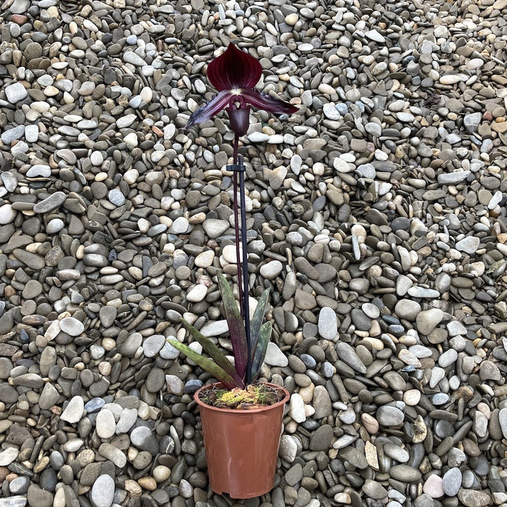 Paphiopedilum Maudiae Coloratum (hybrids)