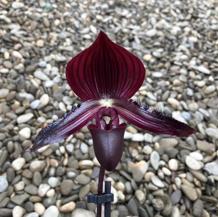 Paphiopedilum Maudiae Coloratum (hybrids)