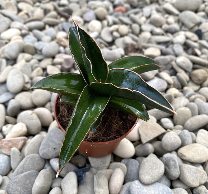 Sansevieria robusta