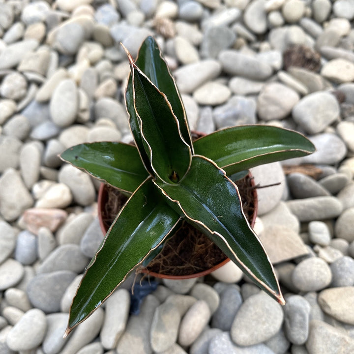 Sansevieria robusta