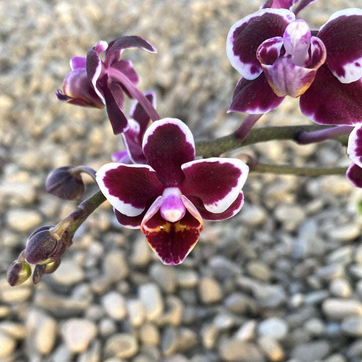 Orhidee Phalaenopsis Tiny Doll, la pret imbatabil, cu livrare!