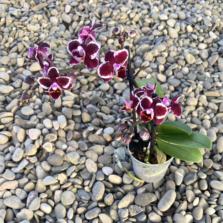 Orhidee Phalaenopsis Tiny Doll, la pret imbatabil, cu livrare!