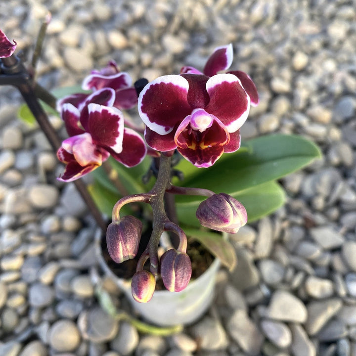 Orhidee Phalaenopsis Tiny Doll, la pret imbatabil, cu livrare!