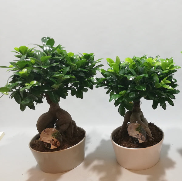 Bonsai Ficus Ginseng de vanzare, pret imbatabil si livrare oriunde in tara!