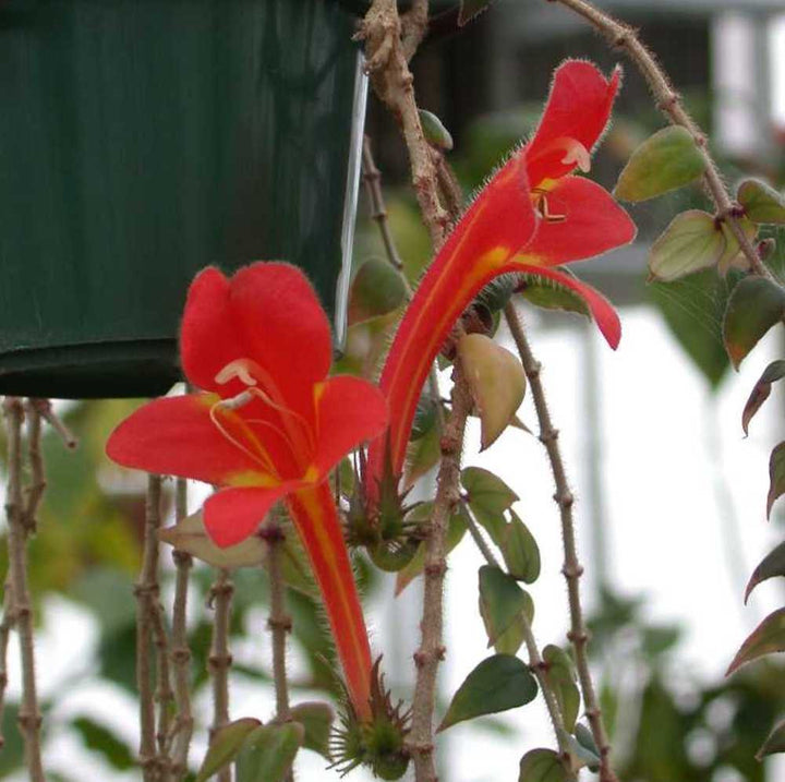 Columnea arguta