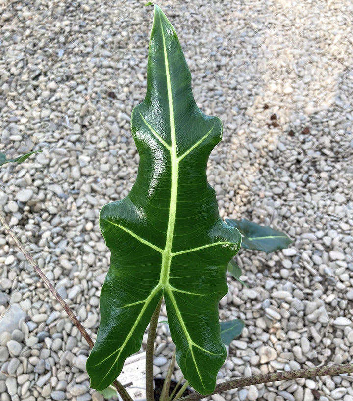 Alocasia 'Sarian' (A. zebrina x A. micholitziana)