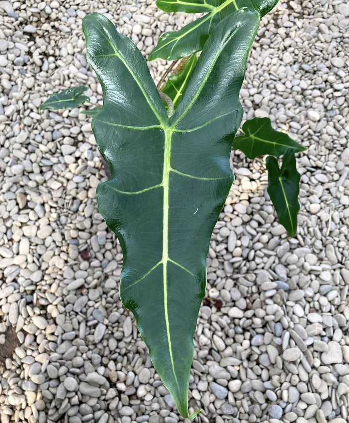 Alocasia 'Sarian' (A. zebrina x A. micholitziana)