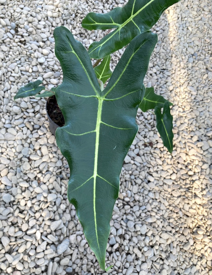 Alocasia 'Sarian' (A. zebrina x A. micholitziana)