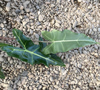 Alocasia 'Sarian' (A. zebrina x A. micholitziana)