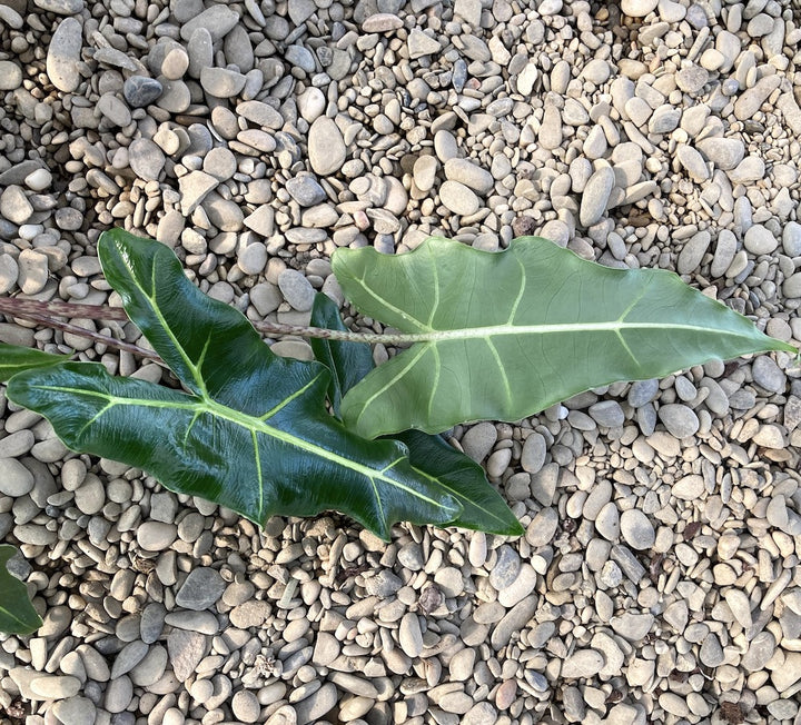 Alocasia 'Sarian' (A. zebrina x A. micholitziana)