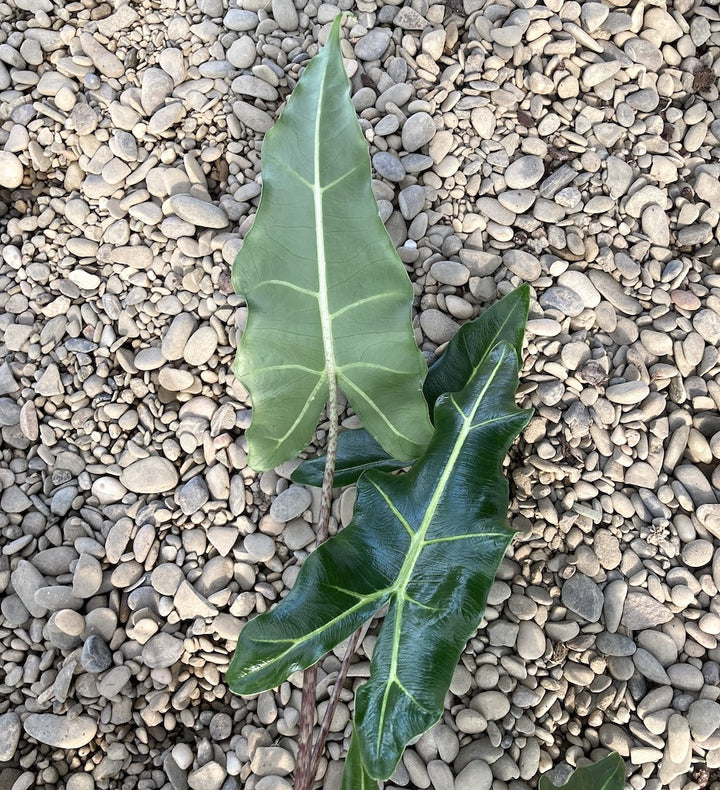 Alocasia 'Sarian' (A. zebrina x A. micholitziana)