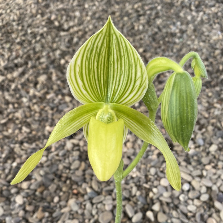 Paphiopedilum Green Horizon × philippinense var. alba