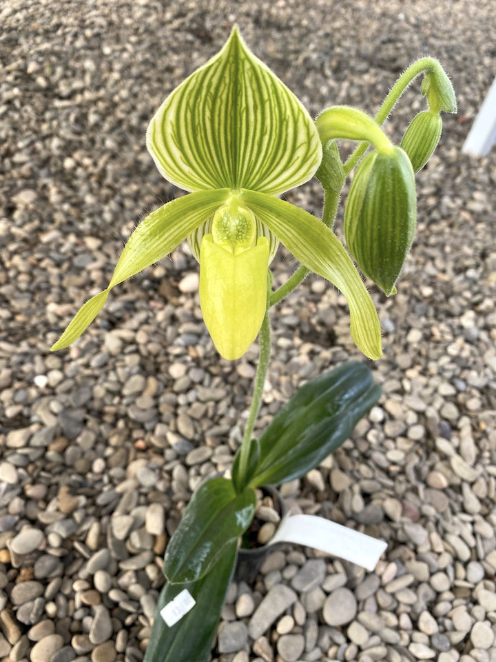 Paphiopedilum Green Horizon × philippinense var. alba