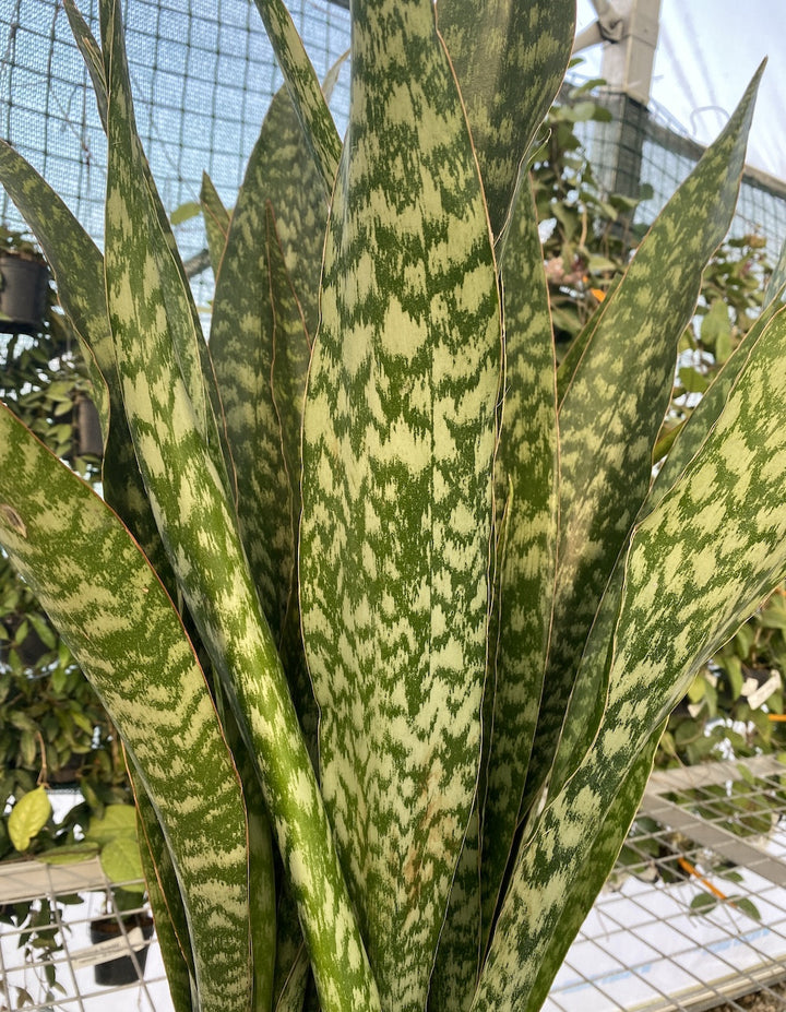 Sansevieria Aubrytniana Dragon XL