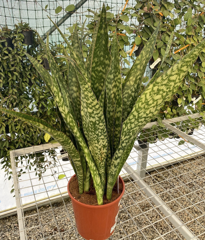 Sansevieria Aubrytniana Dragon XL