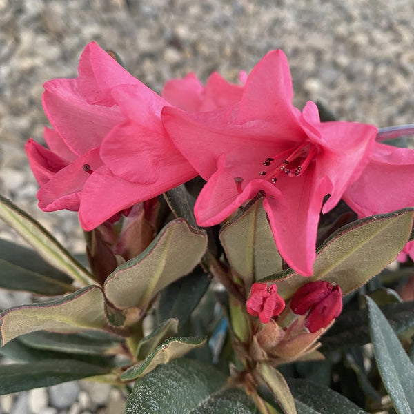 Rhododendron Winsome - azalee de gradina roz