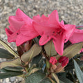 Rhododendron Winsome - azalee de gradina roz