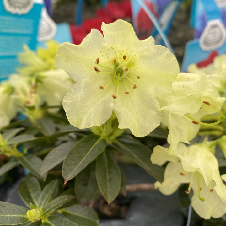 Azalee de gradina galbena - Rhododendron Curlew