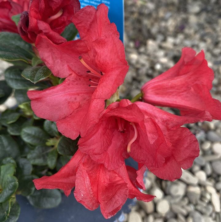 Rhododendron Scarlet Wonder