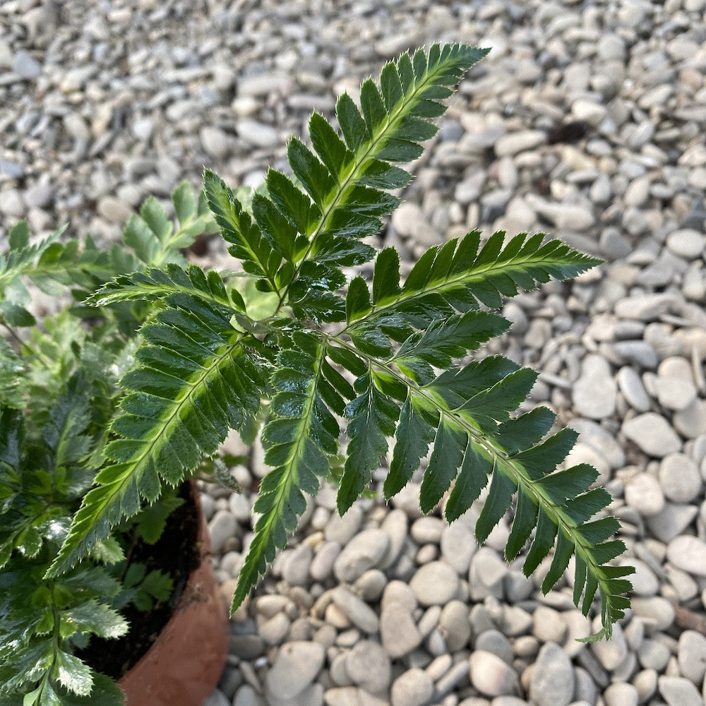 Rumohra adiantiformis 'Variegata' (leatherleaf fern)