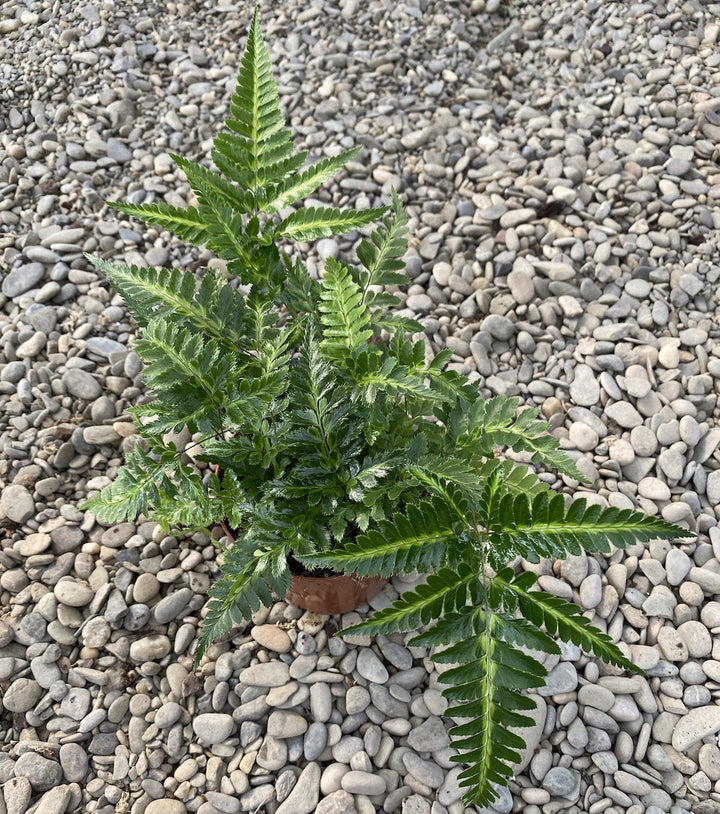 Rumohra adiantiformis 'Variegata' (leatherleaf fern)