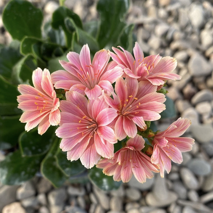 Lewisia cotyledon Elise - flori portocalii