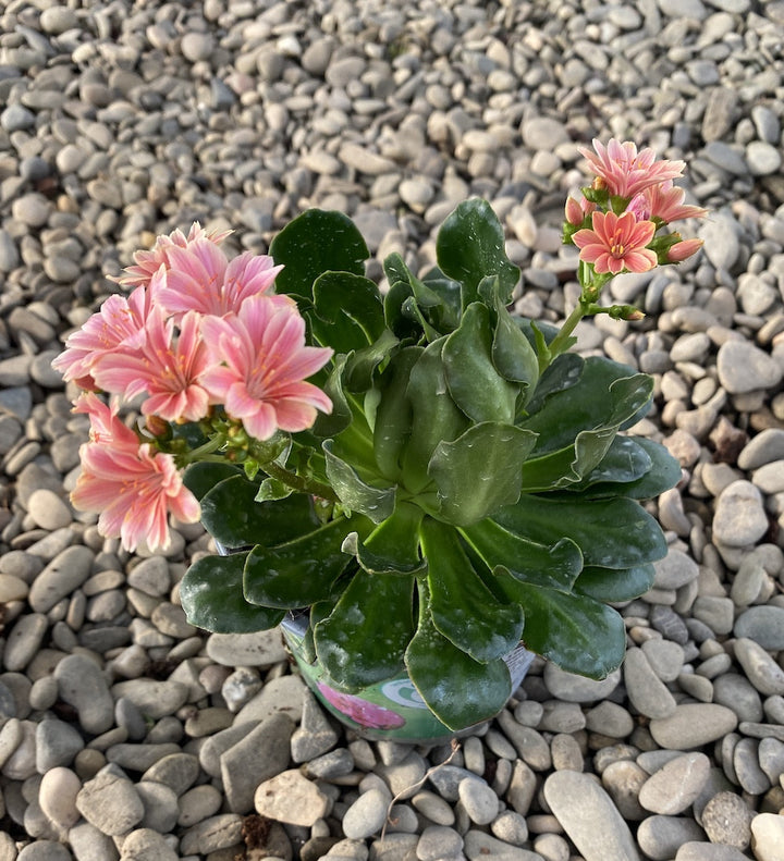 Lewisia cotyledon Elise - flori portocalii