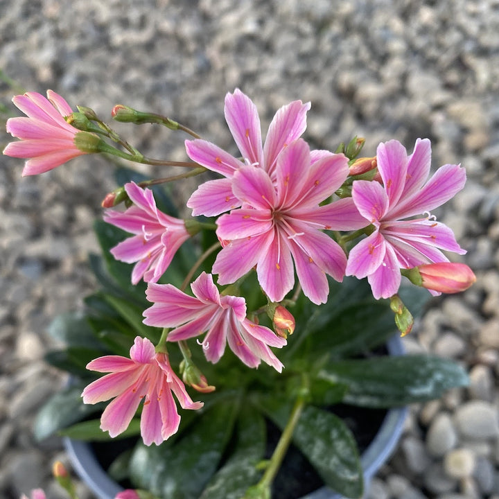 Lewisia cotyledon Elise - flori portocalii