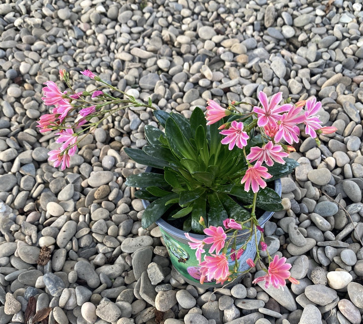 Lewisia cotyledon Elise - flori portocalii