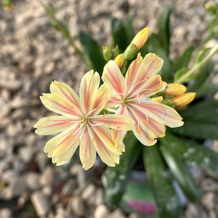 Lewisia cotyledon Elise - flori galbene